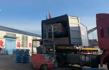 Qinhuangdao Tongyou Potatisindustrin skickar 10 behållare med export av sötpotatisstärkelse till Sydkorea